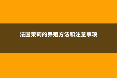 法国茉莉怎么养 (法国茉莉的养殖方法和注意事项)