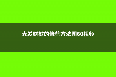 大发财树的修剪方法 (大发财树的修剪方法图60视频)