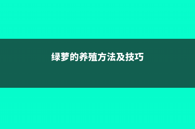 绿萝的养殖方法 (绿萝的养殖方法及技巧)