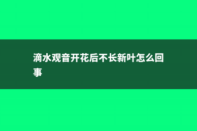 滴水观音开花后怎么办 (滴水观音开花后不长新叶怎么回事)