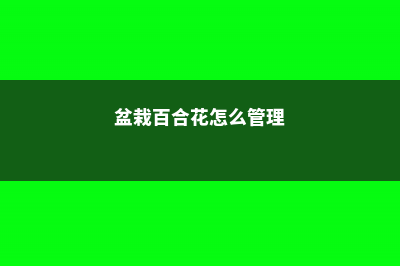 盆栽百合花怎么养 (盆栽百合花怎么管理)