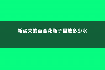 新买来的百合花怎么养 (新买来的百合花瓶子里放多少水)