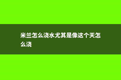 米兰夏天怎么浇水 (米兰怎么浇水尤其是像这个天怎么浇)