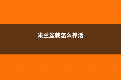 米兰盆栽怎么养 (米兰盆栽怎么养活)