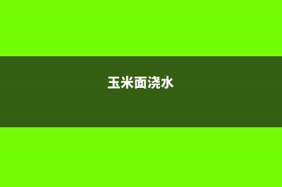 盆里撒把玉米面，花吃了蹭蹭长，比10瓶营养液还管用！ (玉米面浇水)