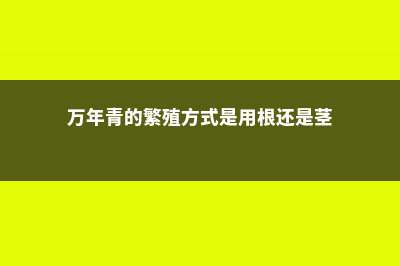 万年青的繁殖方法 (万年青的繁殖方式是用根还是茎)