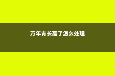 万年青长高了怎么修剪 (万年青长高了怎么处理)