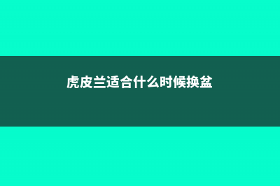 虎皮兰适合什么土质 (虎皮兰适合什么时候换盆)