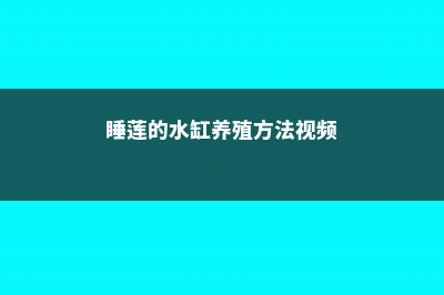 睡莲的种植方法 (睡莲的水缸养殖方法视频)