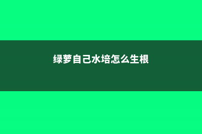 绿萝自己水培怎么剪切 (绿萝自己水培怎么生根)