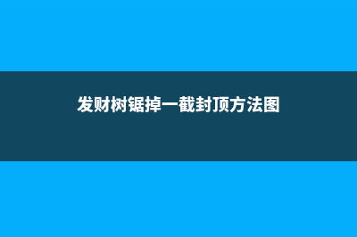 发财树锯掉一截怎么养 (发财树锯掉一截封顶方法图)