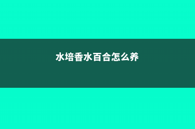 香水百合怎么养 (水培香水百合怎么养)