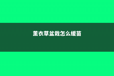 薰衣草盆栽怎么施肥 (薰衣草盆栽怎么缓苗)