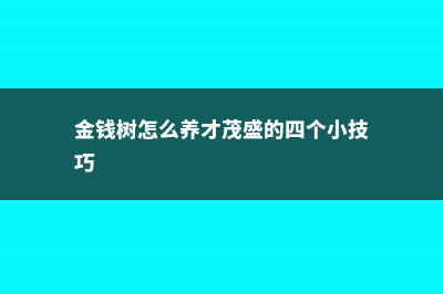 金钱树怎么养才茂盛 (金钱树怎么养才茂盛的四个小技巧)