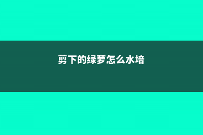 剪下的绿萝怎么栽培 (剪下的绿萝怎么水培)