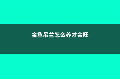 金鱼吊兰怎么养 (金鱼吊兰怎么养才会旺)