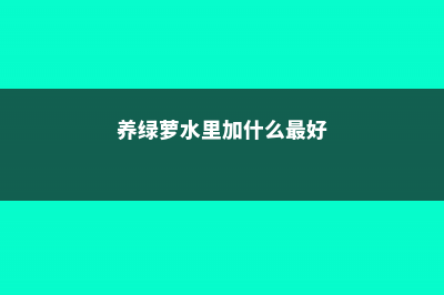 养绿萝水里加什么 (养绿萝水里加什么最好)