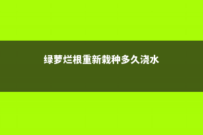 绿萝烂根的土还能用吗 (绿萝烂根重新栽种多久浇水)