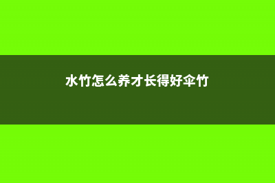 水竹怎么养才长得好 (水竹怎么养才长得好伞竹)