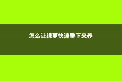 怎么让绿萝快速垂下来 (怎么让绿萝快速垂下来养)