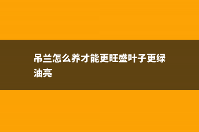 吊兰怎么养才能抽藤 (吊兰怎么养才能更旺盛叶子更绿油亮)