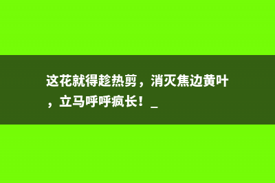 这花就得趁热剪，消灭焦边黄叶，立马呼呼疯长！ 