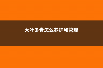 大叶冬青怎么养 (大叶冬青怎么养护和管理)