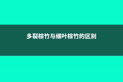 多裂棕竹怎么养 (多裂棕竹与细叶棕竹的区别)