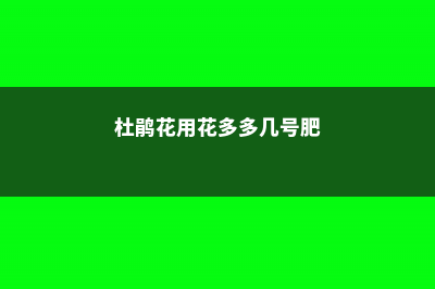 多花杜鹃怎么养 (杜鹃花用花多多几号肥)