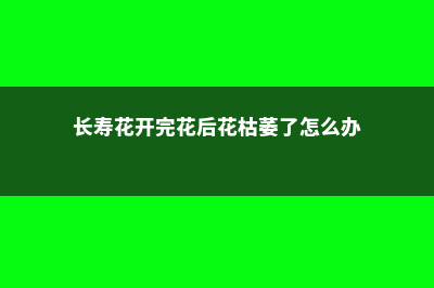 长寿花开完花后怎么办 (长寿花开完花后花枯萎了怎么办)