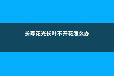 长寿花只长叶子不开花怎么办 (长寿花光长叶不开花怎么办)