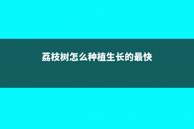 荔枝树怎么种 (荔枝树怎么种植生长的最快)