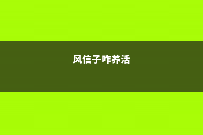 风信子怎么养水培 (风信子咋养活)