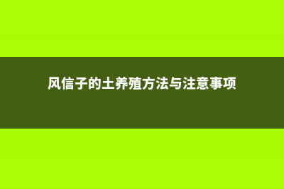 风信子怎么养土培 (风信子的土养殖方法与注意事项)