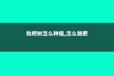 枇杷树怎么种植 (枇杷树怎么种植,怎么施肥)