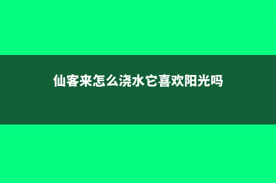 仙客来怎么浇水 (仙客来怎么浇水它喜欢阳光吗)