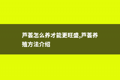 芦荟怎么养才能长得快 (芦荟怎么养才能更旺盛,芦荟养殖方法介绍)