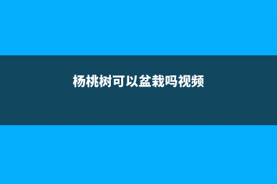 杨桃树可以盆栽吗 (杨桃树可以盆栽吗视频)