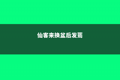 仙客来换盆注意事项 (仙客来换盆后发蔫)