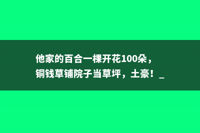 他家的百合一棵开花100朵，铜钱草铺院子当草坪，土豪！ 