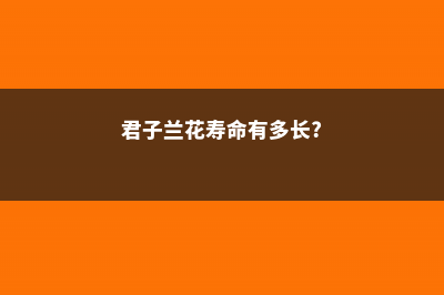 长寿君子兰……夏季连开30朵，为啥她家的花不休眠！ (君子兰花寿命有多长?)