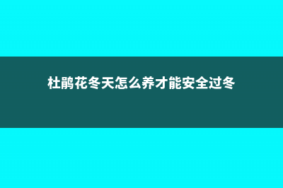 杜鹃花冬天怎么养 (杜鹃花冬天怎么养才能安全过冬)