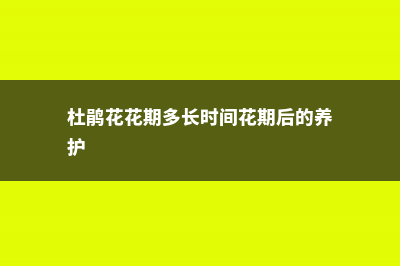 杜鹃花花期养护 (杜鹃花花期多长时间花期后的养护)