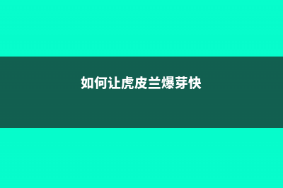 如何让虎皮兰爆盆 (如何让虎皮兰爆芽快)