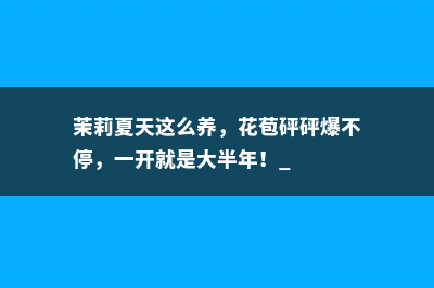 茉莉夏天这么养，花苞砰砰爆不停，一开就是大半年！ 