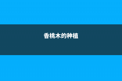 盆栽香桃木要如何养护 (香桃木的种植)