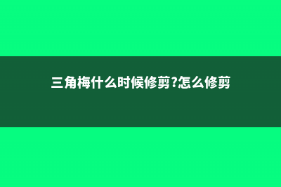 三角梅什么时候换盆好 (三角梅什么时候修剪?怎么修剪?)