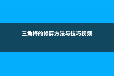 三角梅的修剪方法 (三角梅的修剪方法与技巧视频)