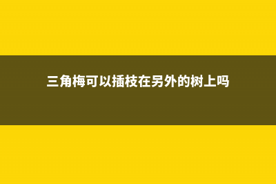 三角梅可以插枝吗 (三角梅可以插枝在另外的树上吗)