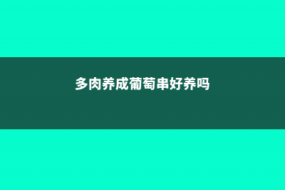 多肉养成葡萄串，叶子亮晶晶，邻居看了都羡慕！ (多肉养成葡萄串好养吗)